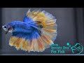 ベタ 熱帯魚 生体 ショーベタ イエローグリッセル オス 0976