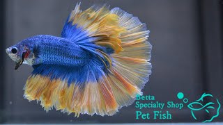 ベタ 熱帯魚 生体 ショーベタ イエローグリッセル オス 0976