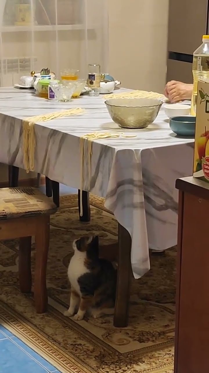 TRÈS DRÔLES les chat