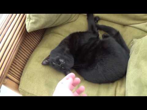 Video: Cum Se Identifică Lichenul La O Pisică