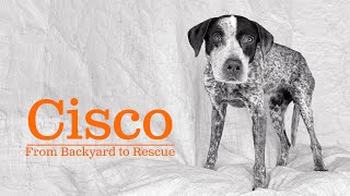 Cisco: Senior German Shorthaired Pointer’s Journey from Backyard to Rescue