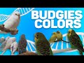 Pet Budgies Colors Genetics Full Documentary (Chapter 1)