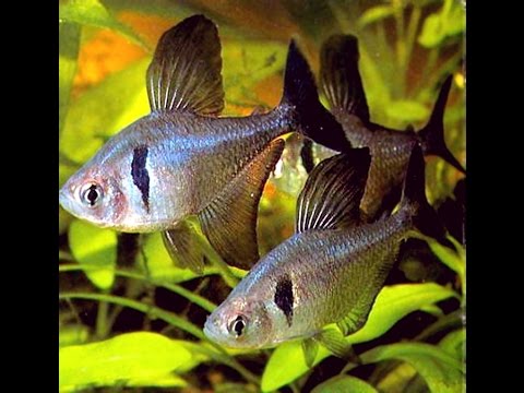 #Aquarium. Чёрный фантом - Megalamphodus megalopterus.