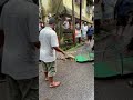 Crocodile rescue giant