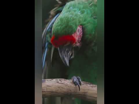 Great Green Macaw Amazon Jungle (Ara Ambiguus), Rare Breed