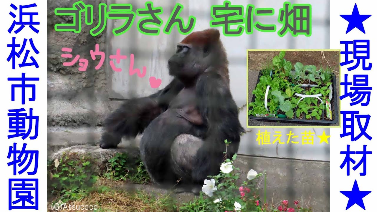 ★現場取材★ゴリラさん宅に畑★浜松市動物園★