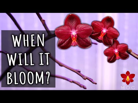 Video: Phalaenopsis Orchid Care: Jifunze Kuhusu Matunzo ya Phal Orchid Baada ya Kuchanua