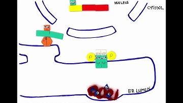 Unfolded Protein Response