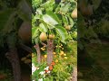 Новый урожай تاکی باغی