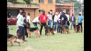 Do you Know The Purpose of Your Dog by DogTv Uganda 372 views 4 months ago 19 minutes
