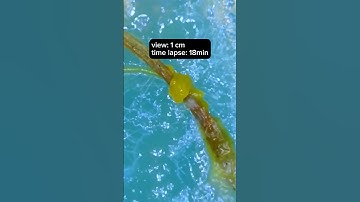 Blobina was pleased by the offering #slimemold #mycology #fungi #mushrooms #science #timelapse #fyp