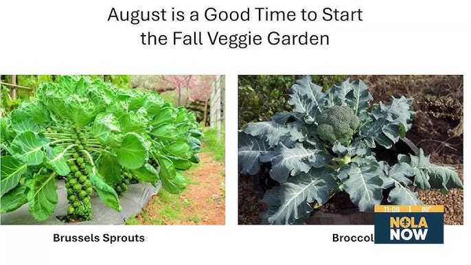 Where to Plant Brussel Sprouts in Garden: Optimal Spots