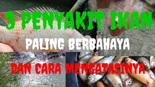 CARA MUDAH MENGATASI PENYAKIT PALING BERBAHAYA PADA IKAN NILA