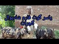 Yasir goat farm  shadiwal  goats master