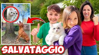 UN GATTO RANDAGIO E' ENTRATO IN CASA NOSTRA E LO ABBIAMO SALVATO DALLE GRINFIE DEL NOSTRO CANE ROKY