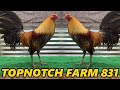 TopNotch Farm 831 Salinas - Beautiful Birds Farm Visit