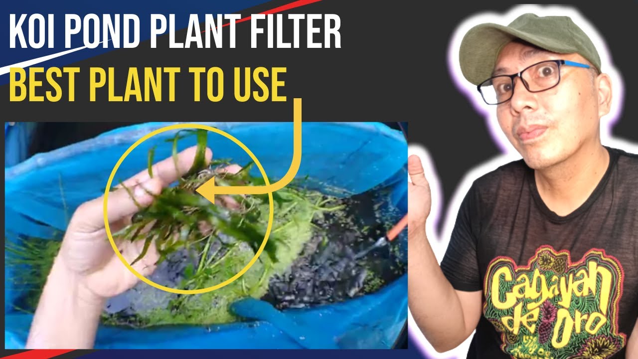 koi pond plant filter proven and effective to removed green algae