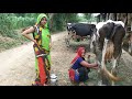 latest Young women cow making best village video