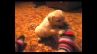 Barry - Labrador dog funny