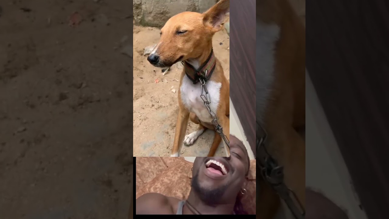 even the dog 🐕 knows that the owner lied🤣🤣🤣🤣 #fypシ゚viral #duet#comedy #laugh