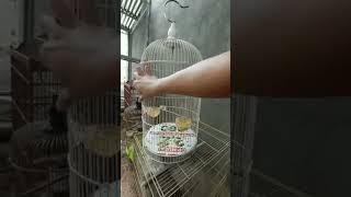 pelepasan burung diaviary AK 167 OFFICIAL