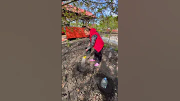 Так кабачки всходят быстро