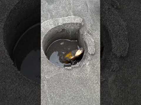 Video: Kodėl skutimosi moliuskai reaguoja į druską?