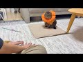 酔って帰ってきた夫に塩対応するまるで思春期の娘みたいな猫がこちら…笑