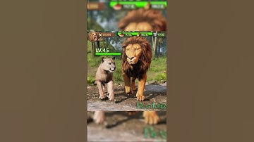 Lion Cub Hunts Alone to Avenge Mother Against a Tiger #lion #tiger #animals #games