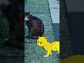 #朱夏色 #シンガーソングライター  #弾き語り