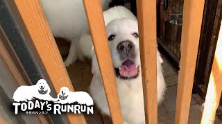 お父さんのお迎えを今か今かと待っているルンルンとアランです　Great Pyrenees　グレートピレニーズ