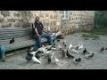 pigeon голубь աղավնի Axunik