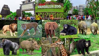 Vandalur Zoo 2022 | Chennai Vandalur Zoo | Arignar Anna Zoological Park | Vandalur | Zoo | a2b star screenshot 5