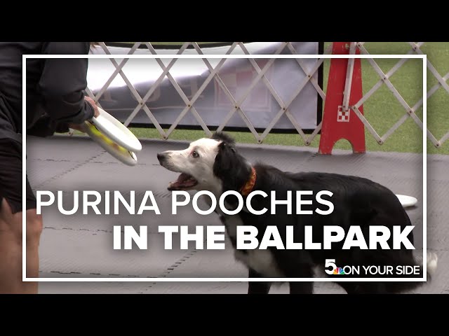 Purina Pooches in the Ballpark returns