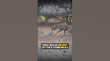 FREE meal? 🍖 | Python 🐍 vs Hyena 🐾 vs Impala 🦙