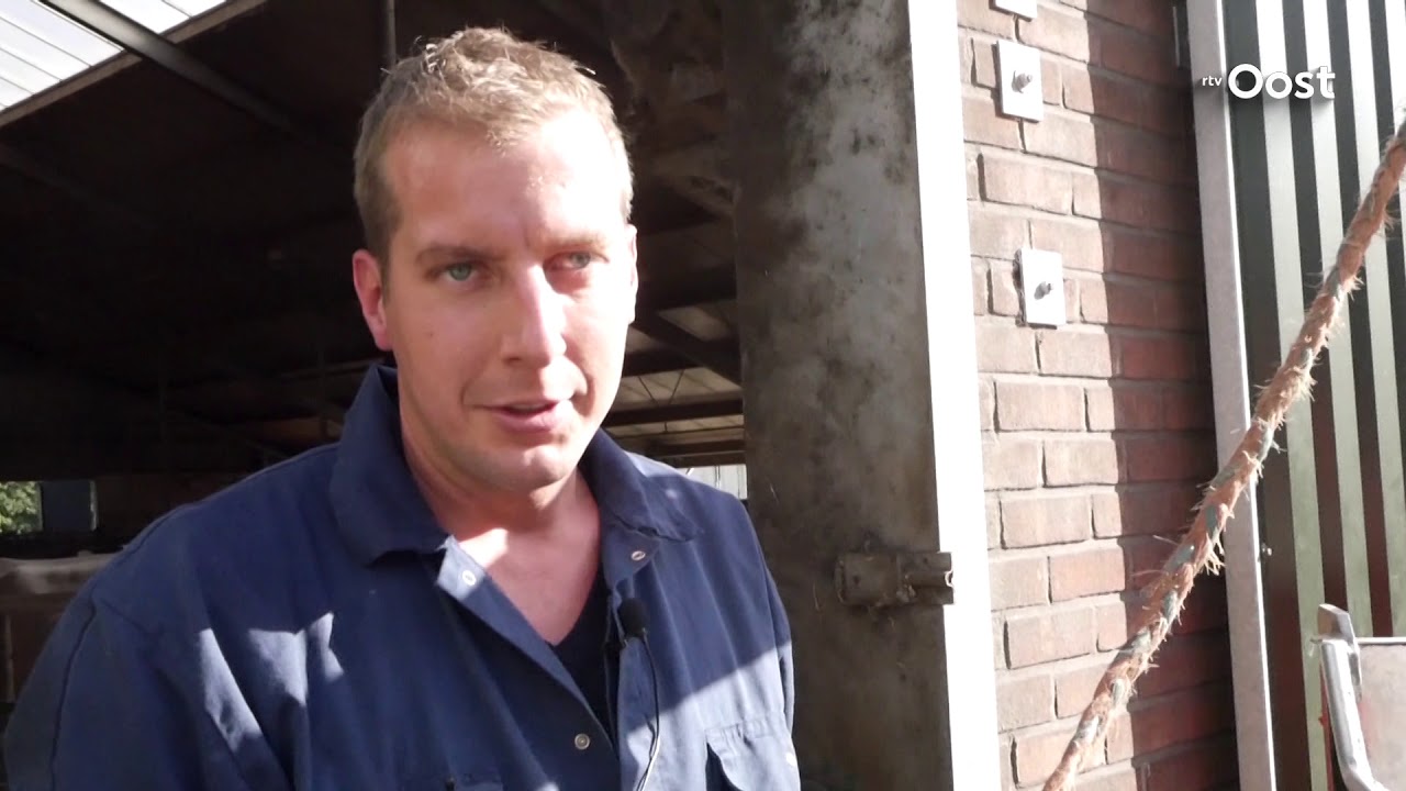 Therapeutische koebaden van Dalfsenaar helpen liggende koeien weer staan