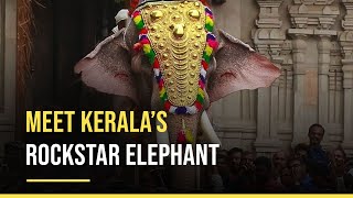 Thechikottukavu Ramachandran - Kerala’s Rockstar Elephant