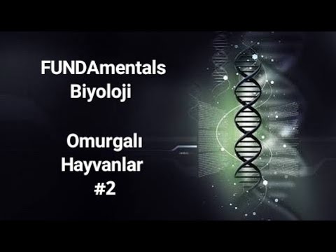 Sınıflandırma - Omurgalılar 2