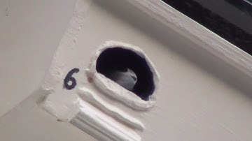 Swift chick just about to fledge 1st August 2021