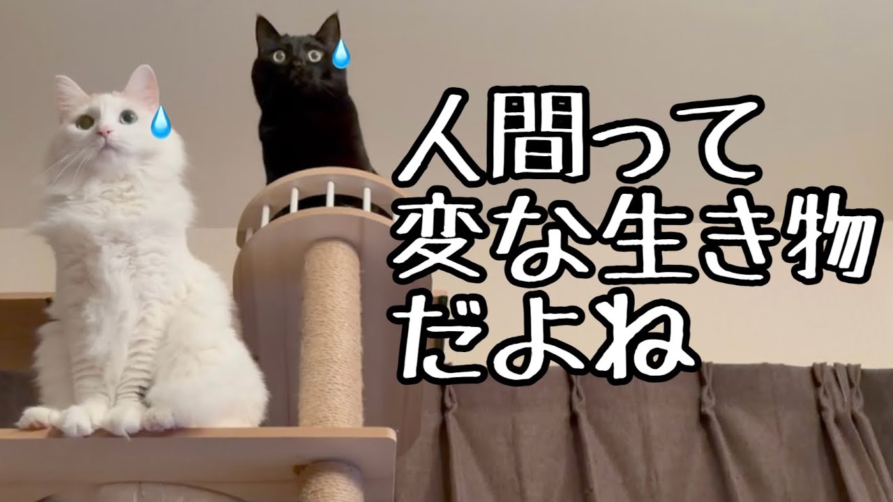 冬ってもう終わったよね？信じていいよね？【元野良猫・文もずちくツナ】