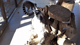 Лемуры Катти загорают и отведали зелёную траву! Cutty lemurs are sunbathing, have tasted green grass