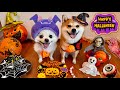 犬猫たちのハロウィンお菓子パーティ(#にゃんてわんだふる)dog Halloween party