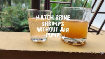 Hatch brine shrimps without Air Pump |myaquaworld.in
