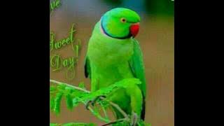 Good Good wala Good morning.