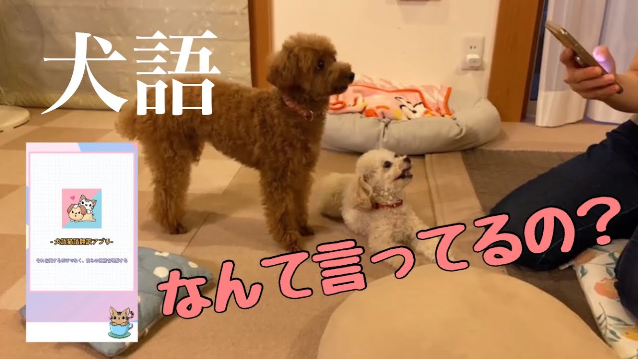 犬語翻訳アプリ 愛犬と会話ができるのか試してみた Youtube