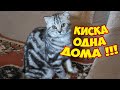 ЧТО ДЕЛАЕТ КОШКА ОДНА ДОМА? #ШОТЛАНДСКАЯ КОШКА