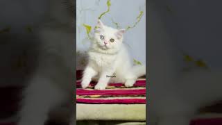 persion cat #kitten #kitty #cutecat #playing #shorts