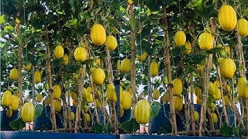 Cách Trồng Dưa Lê Hàn Quốc Trên Sân Thượng