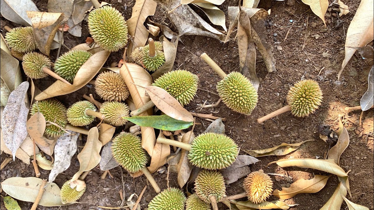 Cách phân biệt nguyên nhân sầu riêng bị rụng trái non và cách khắc phục rụng trái non. (Đắk nông)