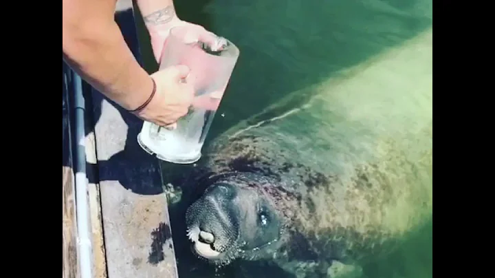 Feeding the manatees at Islamorada in Key West Flo...